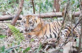 Sudah Meresahkan, Warga Pelangiran Riau Minta Pemerintah Evakuasi Harimau Liar